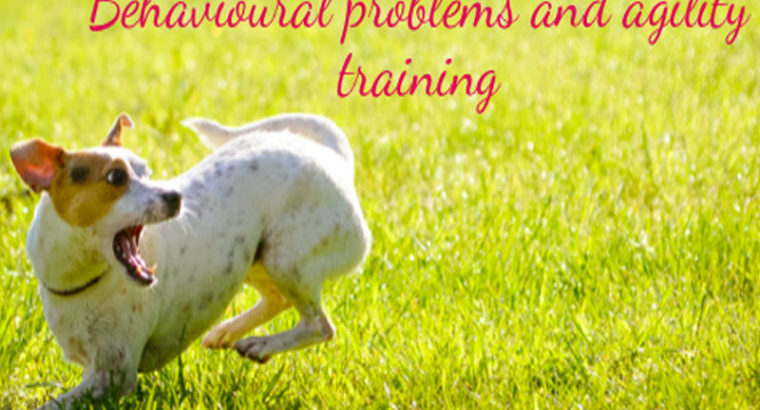 Hotdogs Animal Actors – Pets, Puppy & Dog Training
