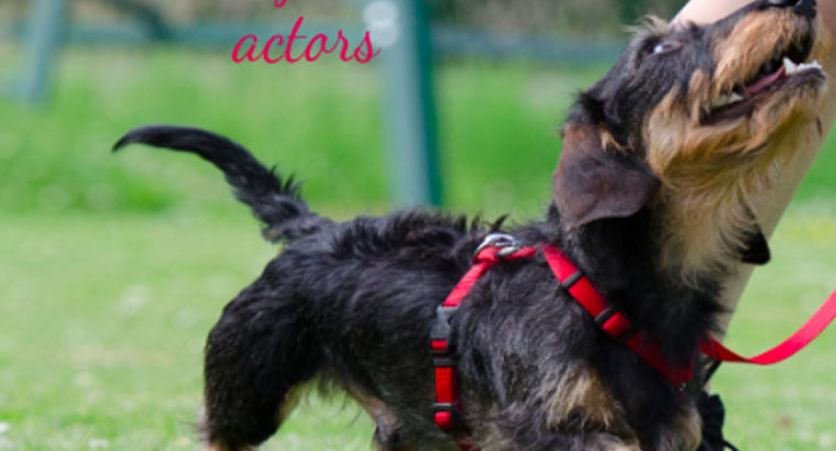 Hotdogs Animal Actors – Pets, Puppy & Dog Training