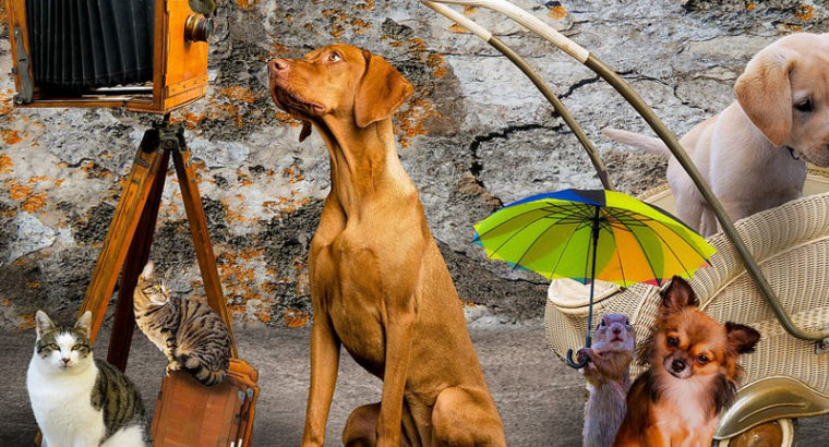 Hotdogs Animal Actors – Pets, Puppy & Dog Training