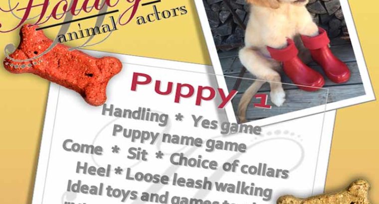 Hotdogs Animal Actors – Pets, Puppy & Dog Training