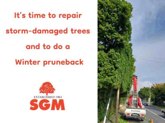 Steve’s Garden Maintenance – SGM