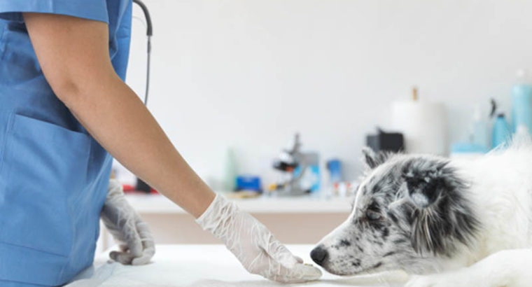 Penzance Veterinary Clinic