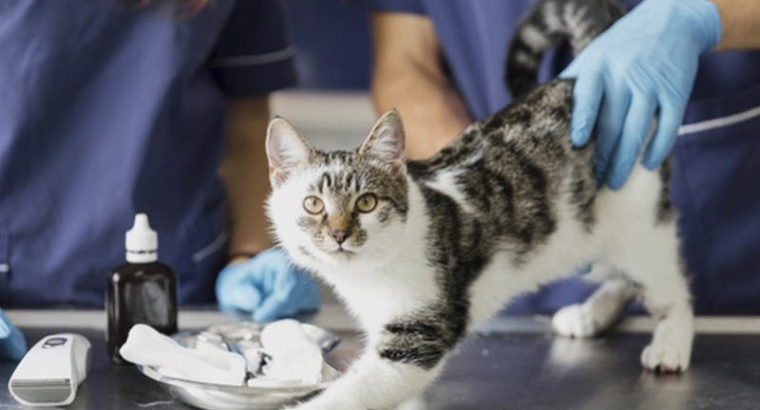 Penzance Veterinary Clinic