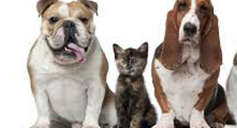 Tip Top Dog and Cat Groomers