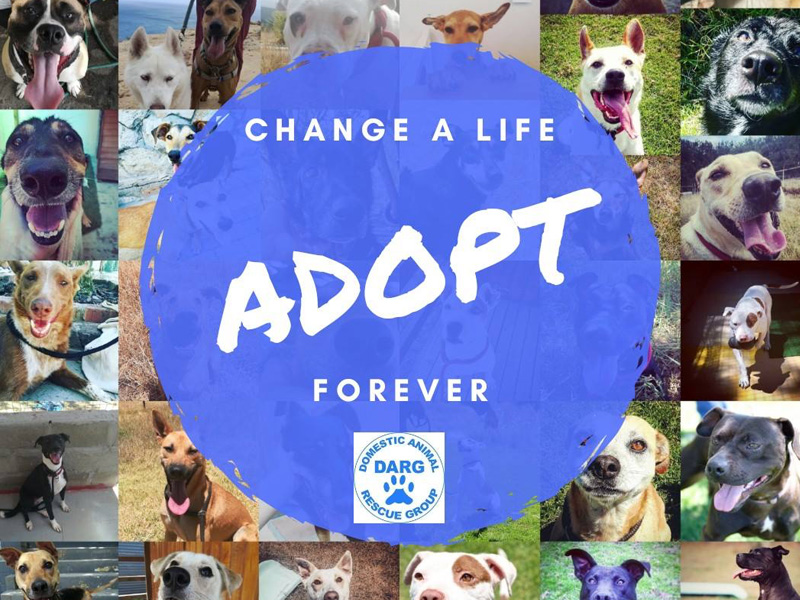 DARG Domestic Animal Rescue Group