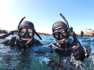 Animal Ocean – Seal Snorkeling