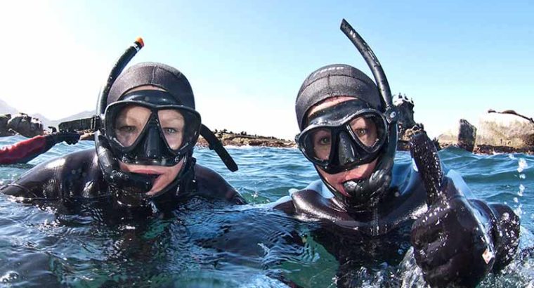 Animal Ocean – Seal Snorkeling