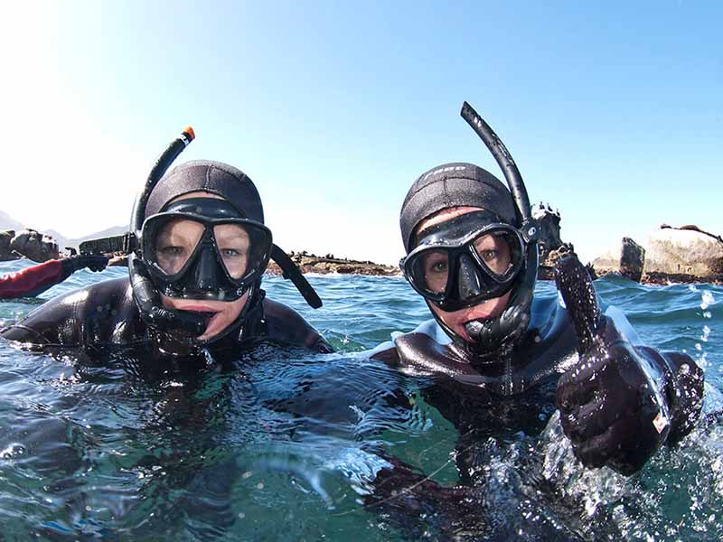 Animal Ocean – Seal Snorkeling