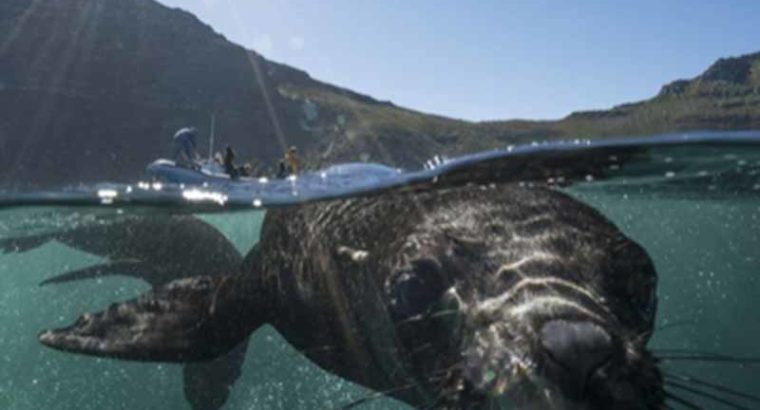 Animal Ocean – Seal Snorkeling