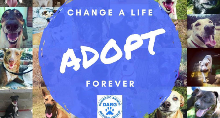 DARG – Domestic Animal Rescue Group