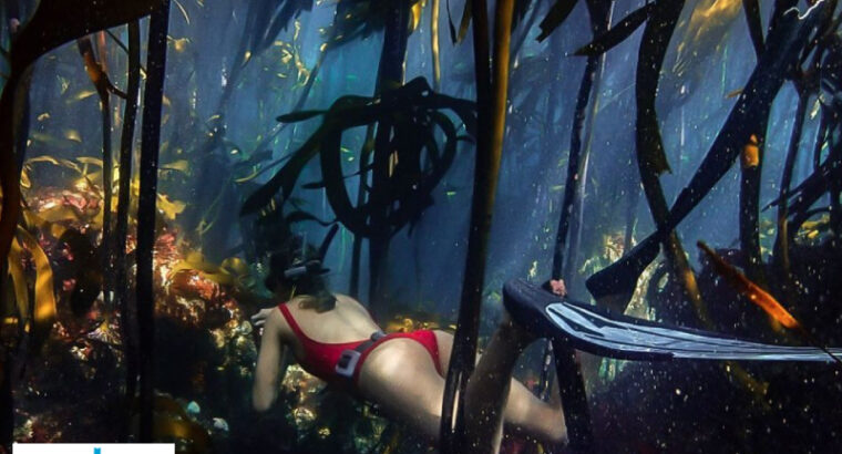 Cape Town Free Diving