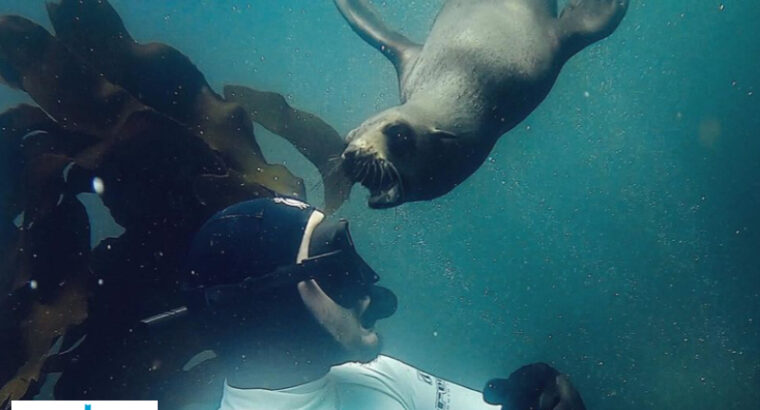 Cape Town Free Diving