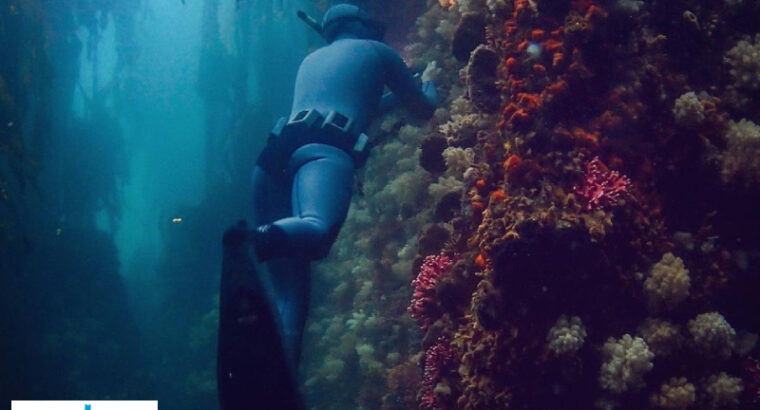 Cape Town Free Diving